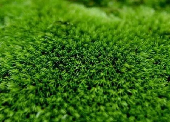 种植土壤|苔藓可以种兰花吗