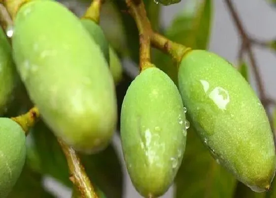 果实成熟|青橄榄什么季节成熟 成熟的季节是几月