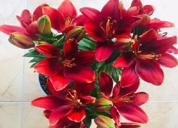 养殖方法|百合花的养殖方法和注意事项有哪些