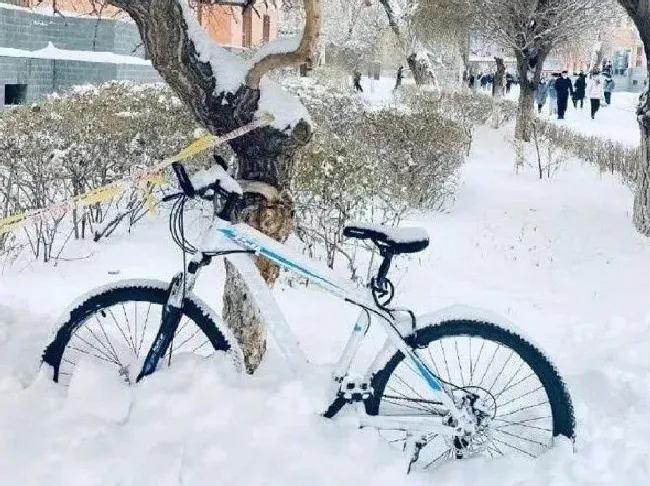 冬天植物|全国多地再迎寒潮暴雪 20多省份遭寒潮速冻降温超10度