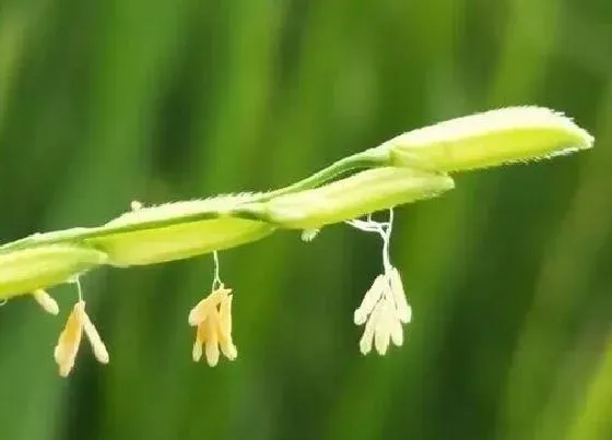 植物种类|水稻是低等植物吗