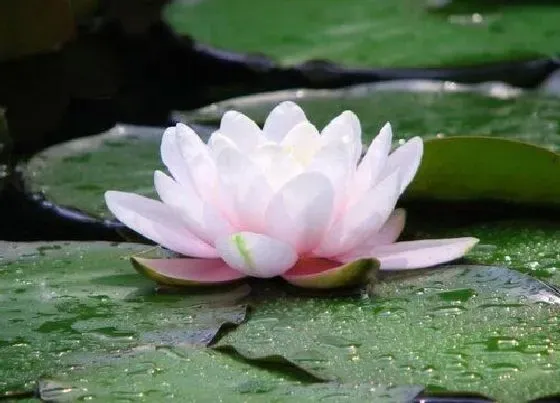 植物香味|睡莲有香味吗