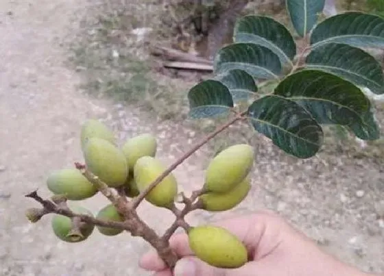 植物百科|甜种橄榄是自然的吗（新鲜的甜橄榄是天然的甜味吗）