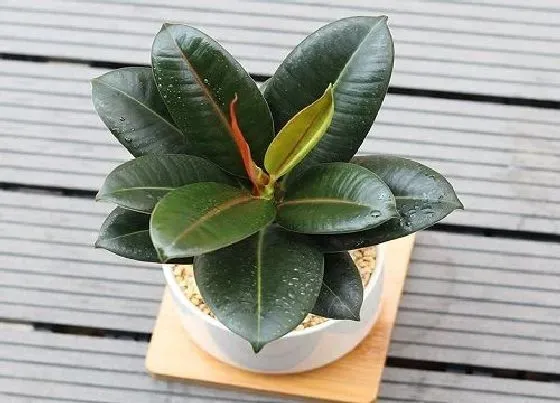 植物种类|不怕冷的绿植盆栽有哪些