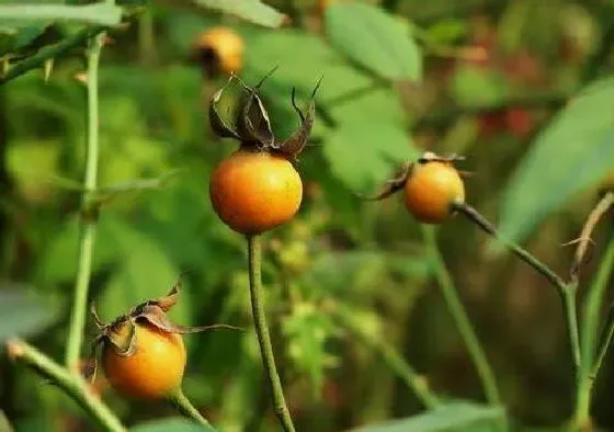 种植管理|月季花的种子可以种吗 什么时候种