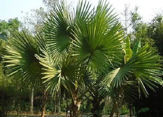 植物种类|不怕冷的绿植盆栽有哪些