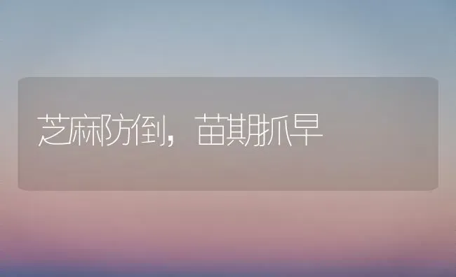 芝麻防倒，苗期抓早 | 粮油作物种植