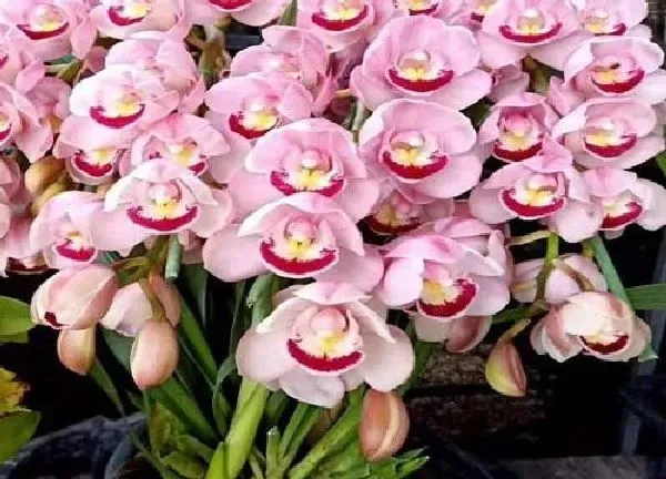 植物移栽|蕙兰什么时候分株