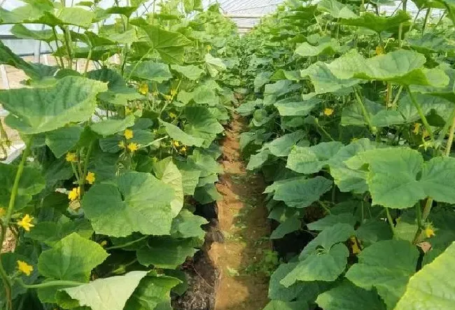 喷药|黄瓜开花时可以打药吗（黄瓜开花前后喷施杀菌剂行吗）