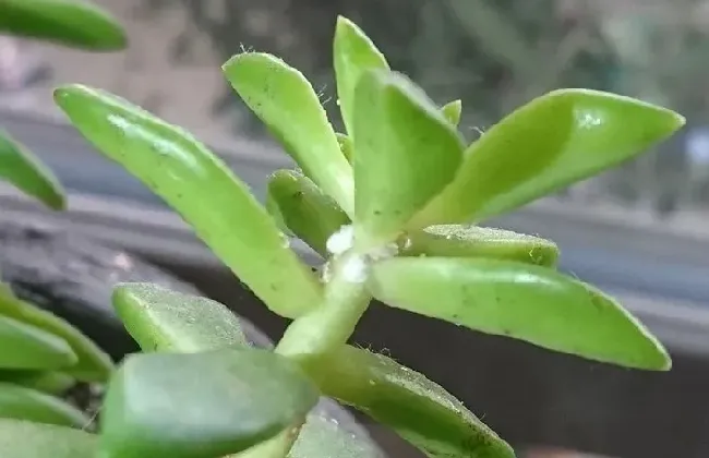 植物虫害|防治蚧壳虫用什么药效果好（土里的蚧壳虫怎样处理最见效）