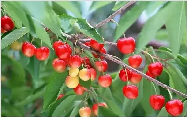 种植樱桃提高坐果率的方法 | 养殖技术