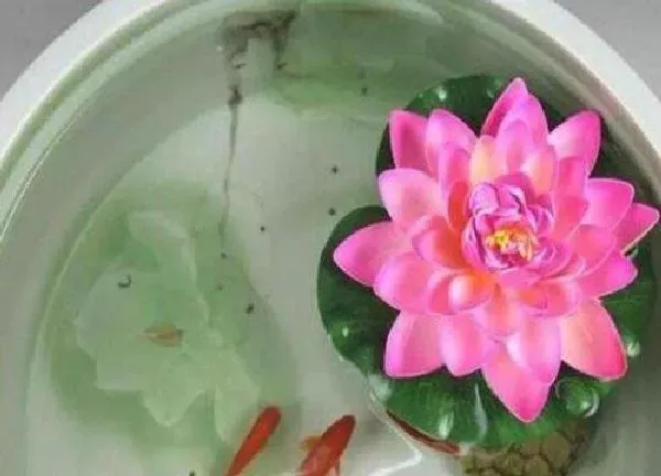 植物移栽|碗莲上盆时间与养护方法