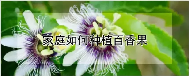 家庭如何种植百香果 | 农业技术