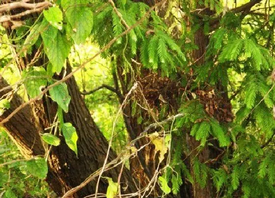 植物百科|沙树又叫什么树