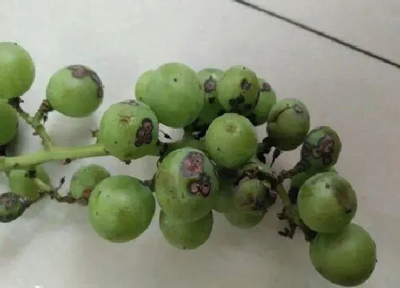 植物病害|葡萄炭疽病的发病原因及治疗方法