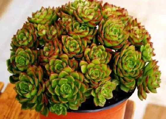 植物百科|多肉植物能不能晒太阳