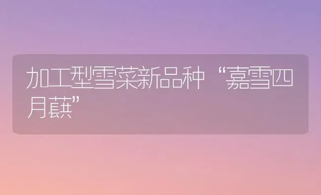 加工型雪菜新品种“嘉雪四月蕻” | 蔬菜种植