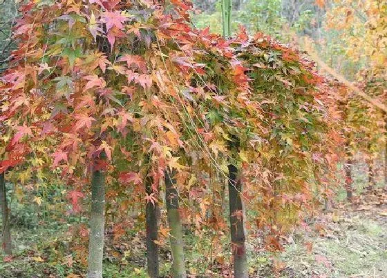 植物种类|槭树和枫树是一种树吗