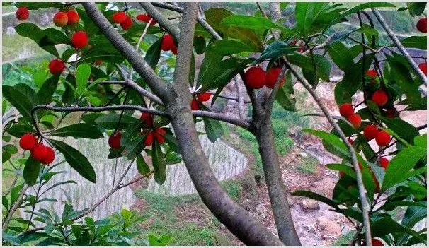 杨梅树怎么修剪 | 种植技术