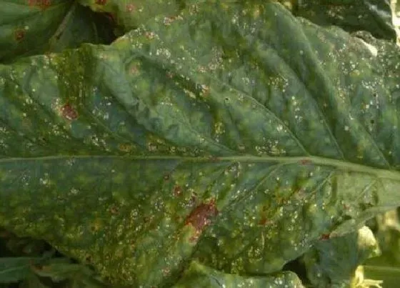 植物病害|烟草花叶病症状及防治方法