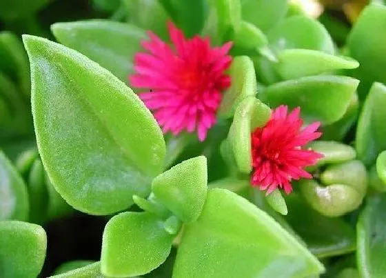 植物毒性|牡丹吊兰有毒吗 可以放在室内养吗