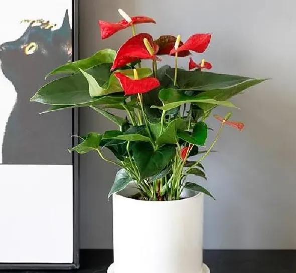 植物移栽|白掌怎么分盆容易成活 掌握正确的分盆时间和方