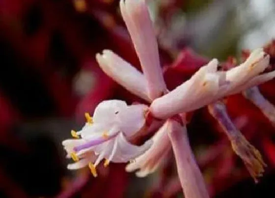 花卉风水|朱蕉的风水禁忌与位置讲究（红叶与绿叶朱蕉风水作用）