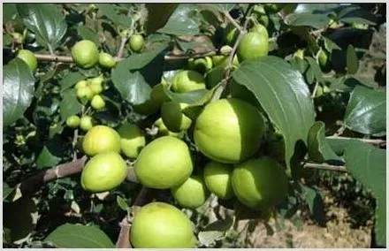 青枣叶螨防治技巧技术 | 种植技术