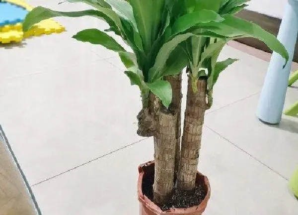 植物换土|巴西木换土时间和方法