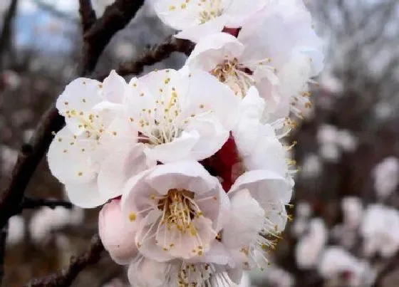 花期|杏树花期是什么时候