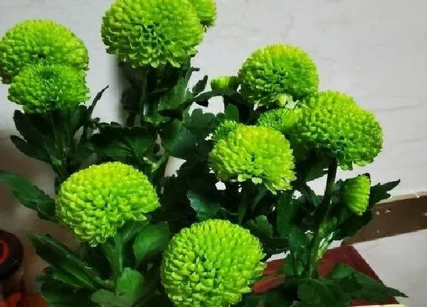 养殖科普|菊花喜不喜欢阳光