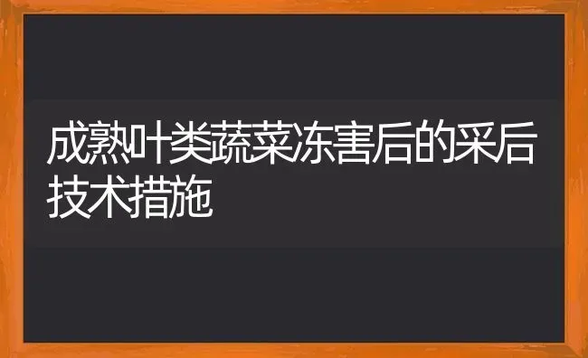 成熟叶类蔬菜冻害后的采后技术措施 | 蔬菜种植