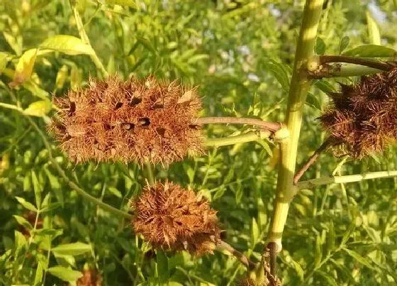 植物百科|刺猬草生长在什么地方