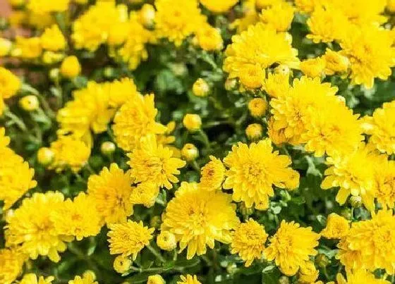 植物种类|菊花是落叶植物吗