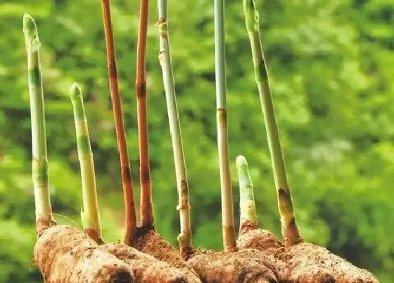 果实成熟|天麻几月份收获