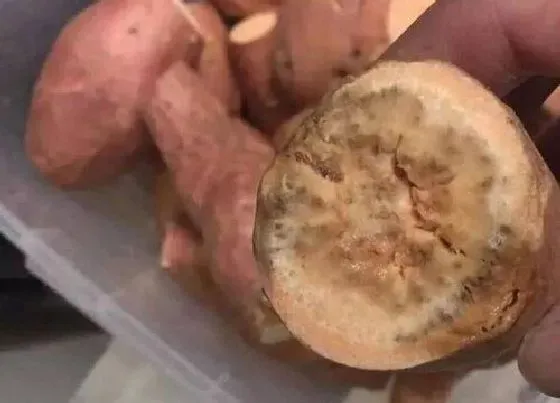 植物虫害|红薯病虫害防治技术与方法措施