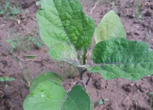 植物浇水|茄子苗多久浇一次水