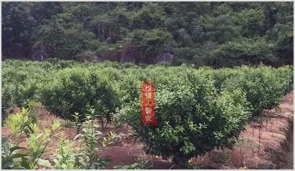 12个月沃柑种植技术与管理方法全集 | 农业技术