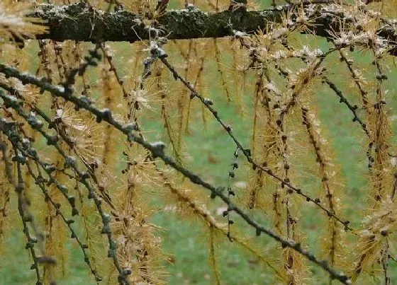 植物百科|落叶松是什么植物