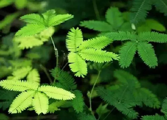 植物百科|含羞草能不能晒太阳