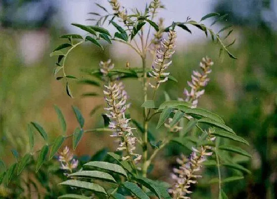 植物百科|甘草节和甘草一样吗 具体有什么区别