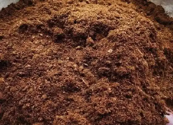 种植土壤|椰糠土可以种多肉吗