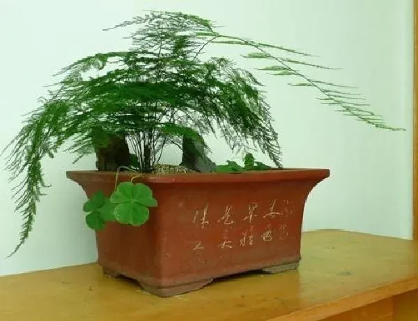 植物换土|文竹怎么换土 换土换盆时间和方法