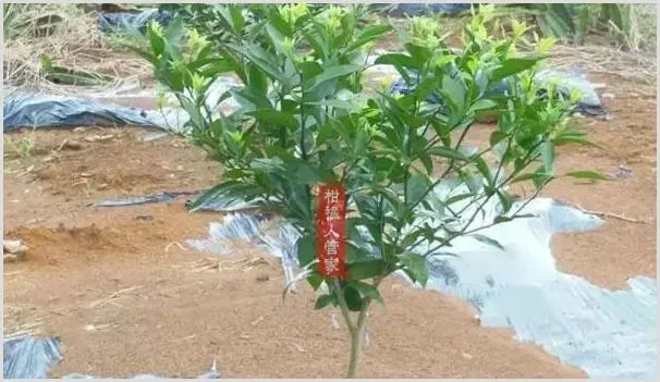 12个月沃柑种植技术与管理方法全集 | 农业技术