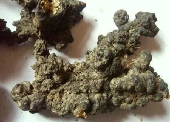植物百科|猪苓生长在什么地方