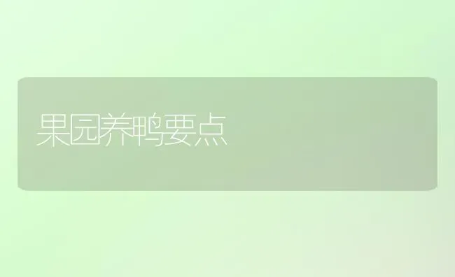 果园养鸭要点 | 瓜果种植