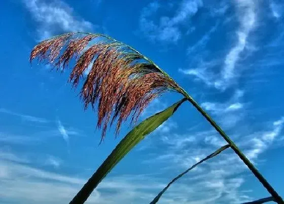 种植管理|高粱什么时候收割合适