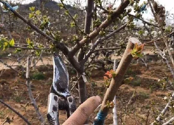 植物发芽|樱桃树芽接最佳时间和技术方法