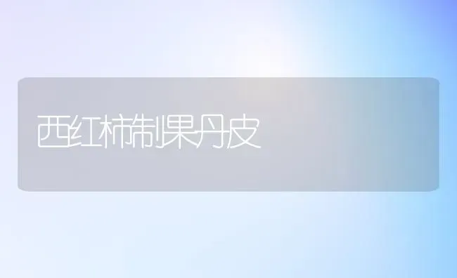 西红柿制果丹皮 | 瓜果种植