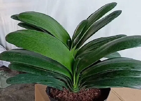 冬天植物|君子兰怕冻吗 能放在室外过冬吗